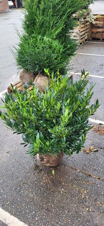 Prunus l. 'Otto Luyken' 80-100 cm met kluit - afbeelding 8