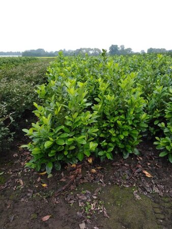 Prunus l. 'Rotundifolia' 100-125 cm met kluit - afbeelding 3