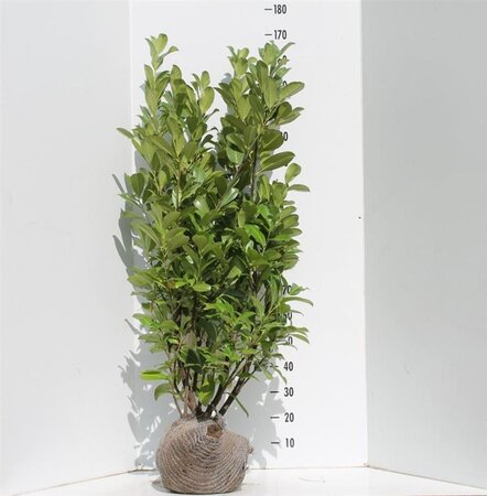 Prunus l. 'Rotundifolia' 100-125 cm met kluit - afbeelding 4