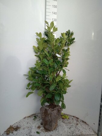 Prunus l. 'Rotundifolia' 100-125 cm met kluit - afbeelding 2