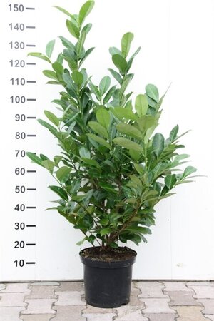 Prunus l. 'Rotundifolia' 100-125 cm met kluit - afbeelding 5