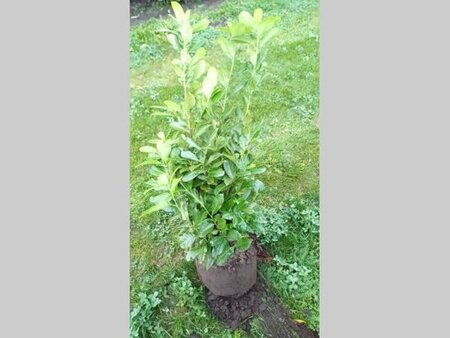 Prunus l. 'Rotundifolia' 100-125 cm met kluit - afbeelding 10