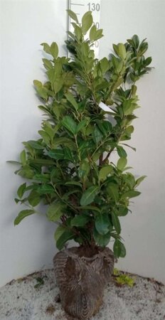 Prunus l. 'Rotundifolia' 100-125 cm met kluit - afbeelding 11