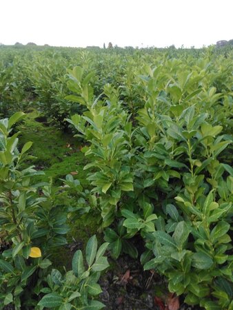 Prunus l. 'Rotundifolia' 100-125 cm met kluit - afbeelding 3