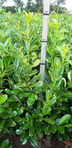 Prunus l. 'Rotundifolia' 125-150 cm met kluit - afbeelding 10