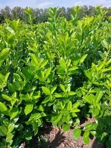 Prunus l. 'Rotundifolia' 125-150 cm met kluit - afbeelding 2