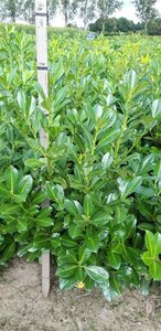 Prunus l. 'Rotundifolia' 125-150 cm met kluit - afbeelding 9