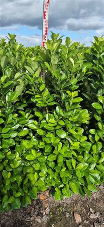 Prunus l. 'Rotundifolia' 125-150 cm met kluit - afbeelding 4