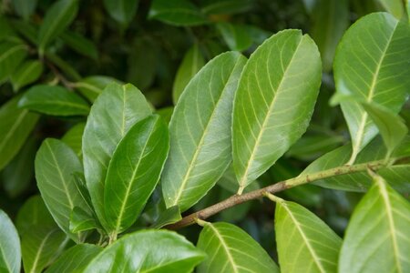 Prunus l. 'Rotundifolia' 125-150 cm met kluit - afbeelding 2
