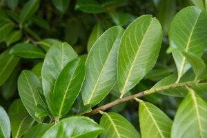 Prunus l. 'Rotundifolia' 125-150 cm met kluit - afbeelding 2