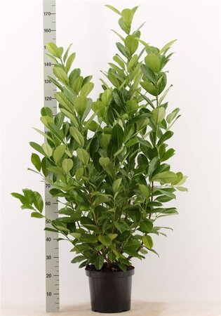 Prunus l. 'Rotundifolia' 125-150 cm met kluit - afbeelding 5