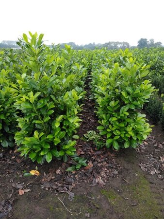 Prunus l. 'Rotundifolia' 125-150 cm met kluit - afbeelding 8