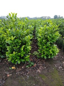 Prunus l. 'Rotundifolia' 125-150 cm met kluit - afbeelding 8
