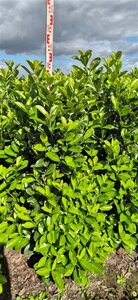 Prunus l. 'Rotundifolia' 125-150 cm met kluit - afbeelding 3