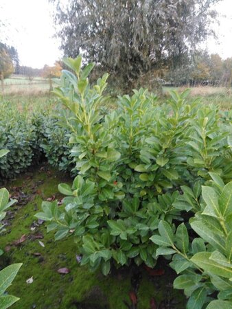 Prunus l. 'Rotundifolia' 125-150 cm met kluit - afbeelding 6