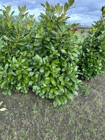Prunus l. 'Rotundifolia' 125-150 cm met kluit - afbeelding 6