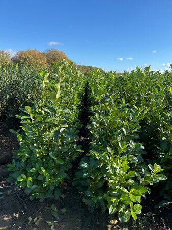 Prunus l. 'Rotundifolia' 125-150 cm met kluit - afbeelding 5