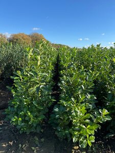 Prunus l. 'Rotundifolia' 125-150 cm met kluit - afbeelding 5