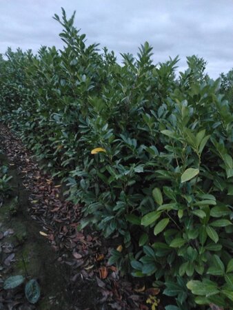 Prunus l. 'Rotundifolia' 150-175 cm met kluit - afbeelding 7
