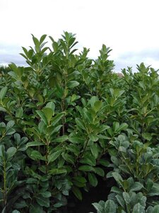 Prunus l. 'Rotundifolia' 150-175 cm met kluit - afbeelding 6
