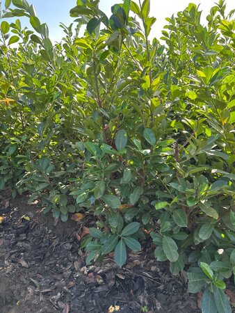 Prunus l. 'Rotundifolia' 150-175 cm met kluit - afbeelding 12