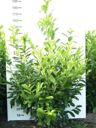 Prunus l. 'Rotundifolia' 150-175 cm met kluit - afbeelding 8