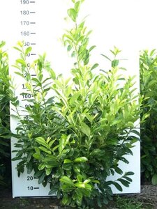 Prunus l. 'Rotundifolia' 150-175 cm met kluit - afbeelding 8