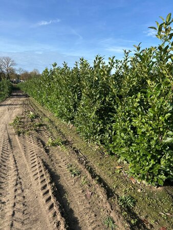 Prunus l. 'Rotundifolia' 175-200 cm met kluit - afbeelding 7