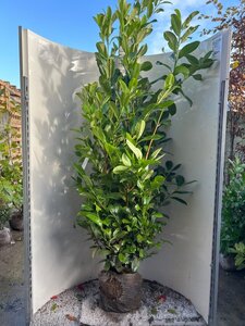 Prunus l. 'Rotundifolia' 175-200 cm met kluit - afbeelding 6