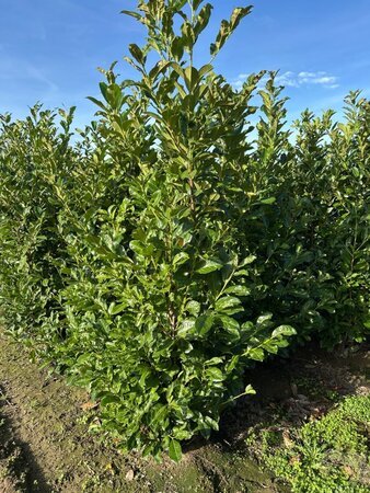 Prunus l. 'Rotundifolia' 175-200 cm met kluit - afbeelding 5