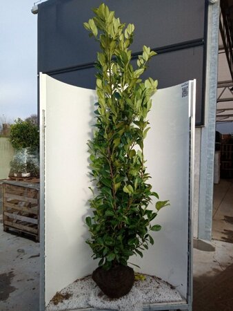 Prunus l. 'Rotundifolia' 200-250 cm met kluit - afbeelding 7