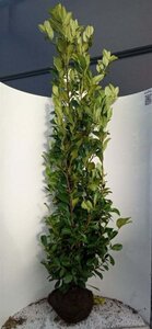Prunus l. 'Rotundifolia' 200-250 cm met kluit - afbeelding 8