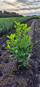 Prunus l. 'Rotundifolia' 60-80 cm met kluit - afbeelding 7