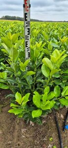 Prunus l. 'Rotundifolia' 60-80 cm met kluit - afbeelding 8