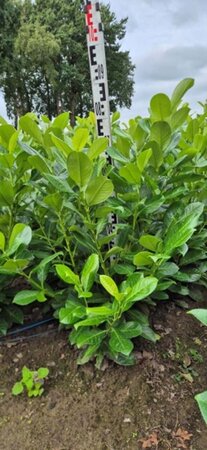 Prunus l. 'Rotundifolia' 60-80 cm met kluit - afbeelding 9