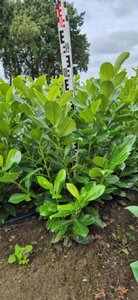 Prunus l. 'Rotundifolia' 60-80 cm met kluit - afbeelding 9