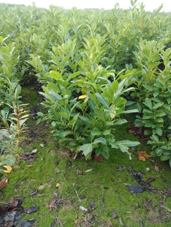 Prunus l. 'Rotundifolia' 80-100 cm met kluit - afbeelding 8
