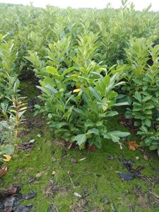 Prunus l. 'Rotundifolia' 80-100 cm met kluit - afbeelding 8