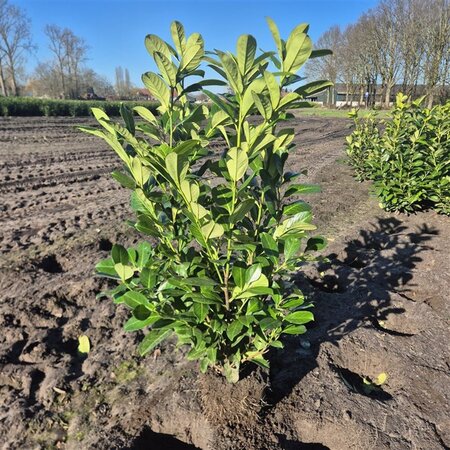 Prunus l. 'Rotundifolia' 80-100 cm met kluit - afbeelding 2