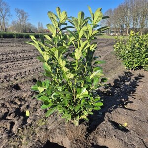 Prunus l. 'Rotundifolia' 80-100 cm met kluit - afbeelding 2