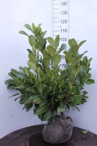 Prunus l. 'Rotundifolia' 80-100 cm met kluit - afbeelding 7
