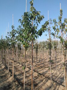 Prunus maackii 'Amber Beauty' 6-8 Hoogstam wortelgoed - afbeelding 1