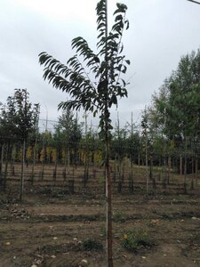 Prunus maackii 'Amber Beauty' 6-8 Hoogstam wortelgoed - afbeelding 2