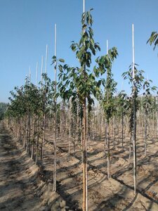 Prunus maackii 'Amber Beauty' 8-10 Hoogstam wortelgoed