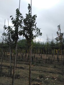 Prunus maackii 'Amber Beauty' 8-10 Hoogstam wortelgoed - afbeelding 2