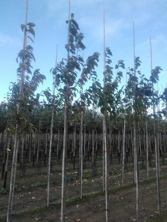 Prunus padus 6-8 Hoogstam wortelgoed - afbeelding 2