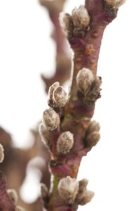 Prunus persica 2jr. A kwal. wortelgoed struik - afbeelding 2