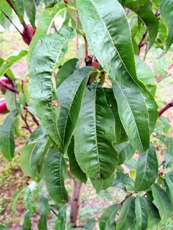 Prunus p. 'Mme Blanchet' 12-14 Hoogstam wortelgoed 2 X verplant - afbeelding 3