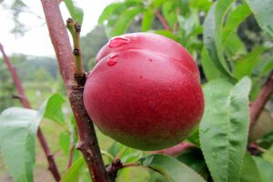Prunus p. 'Mme Blanchet' 8-10 Hoogstam wortelgoed - afbeelding 2