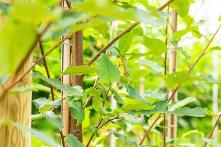 Prunus padus 'Tiefurt' 14-16 Hoogstam wortelgoed 2 X verplant - afbeelding 1